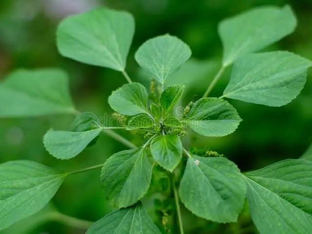 Acalypha indica